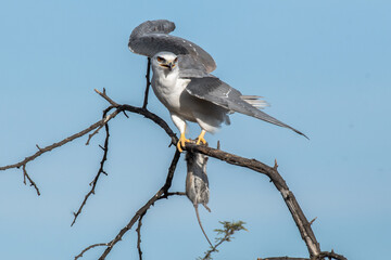 Obraz premium Listo para comer.