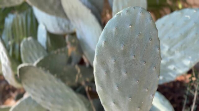 Prickly pear cactus pads with soft focus background and sunlight creating a textured effect