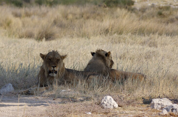 Lions dans le parc national d'Etosha en Namibie