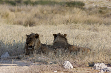 Lions dans le parc national d'Etosha en Namibie