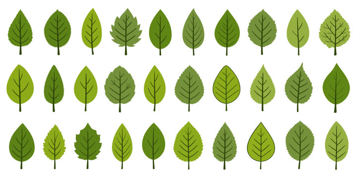 Vector set of a variety of green leaves perfect for nature inspired designs, illustrations or backgrounds.