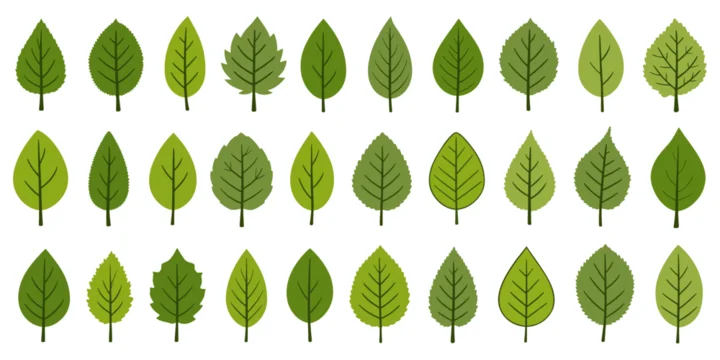 Vector set of a variety of green leaves perfect for nature inspired designs, illustrations or backgrounds.