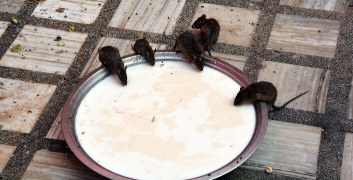 Rats in Shri Karni Mata temple in Deshnoke in Rajasthan state in India