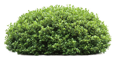 Obraz premium PNG Bush bush background isolated.
