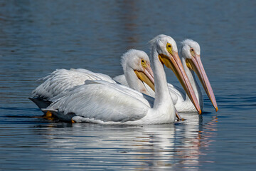 Simetr&iacute;a en la naturaleza, l&iacute;neas.