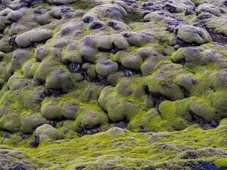 Mossy lava field, close up. Eldhraun is the biggest lava flow in the world, covered with fragile moss. This place was formed after the Laki eruption &ldquo;Skaftareldar&rdquo;of 1784. Kirkjub&aelig;jarklaustur, Iceland