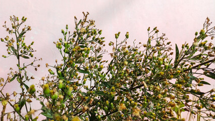 Wild flowering plant with small green buds against a soft pink pastel wall. Aesthetic botanical background for nature, spring, and feminine decor themes. High resolution.