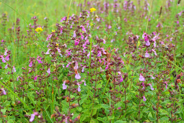Obraz premium Teucrium chamaedrys grows in nature in summer