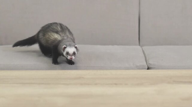 Domesticated dark sable ferret mustela putorius running through modern apartment