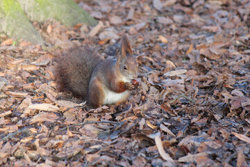 A hungry squirrel happily eats a tasty chestnut