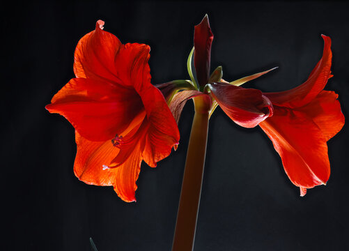 Amaryllis