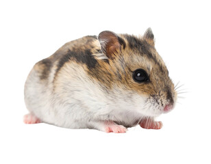 Small rodent with striped fur, pink feet, and round ears