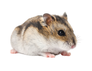 Small rodent with striped fur, pink feet, and round ears
