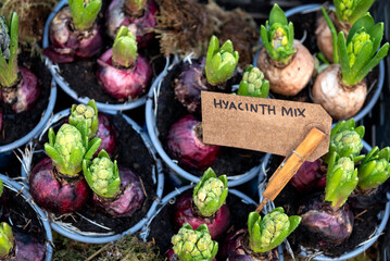 Hyacinth bulbs on pots