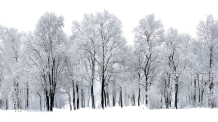 Snowy forest trees, winter landscape, white background