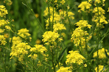 Obraz premium Bunias orientalis grows in nature