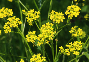 Obraz premium Bunias orientalis grows in nature