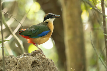 Fototapeta premium Mangrove Pitta Pitta megarhyncha Brightly colored with a black mask, green-and-black wings.