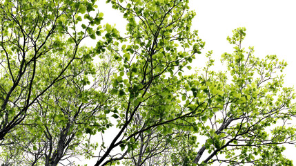 Fototapeta premium Green tree leaves, nature, spring, isolated on transparent background