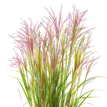 Switchgrass Panicum virgatum on transparent background