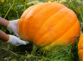 Farmer hands in gloves holding a huge giant orange pumpkin in the garden, Harvest season