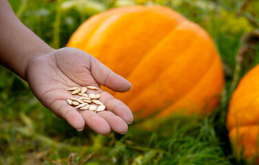 Close up of hand holding pumpkin seeds with blurred giant pumpkin background, Planting concept