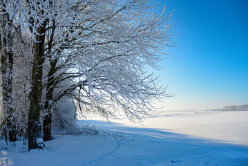 Obraz premium Beautiful winter scenery with frosty trees 