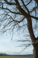 Tree silhouette against cloudy blue sky