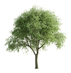 Obraz premium PNG Real bold green big tree background isolated illustration.