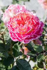 Beautiful rose in garden.