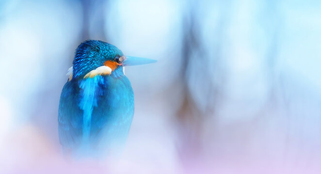 What a wonderful bird photograph. Common Kingfisher Alcedo atthis. Nature background. 