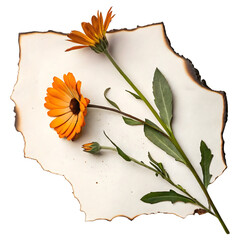Orange calendula flower on vintage burnt paper texture on transparent background