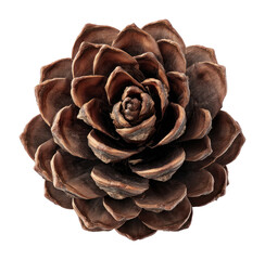PNG Natural pine cone texture art