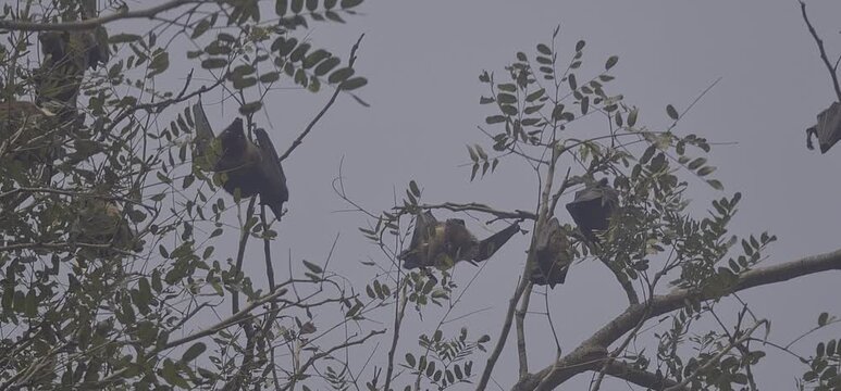 Eerie bats perched on bare branches of a leafless tree