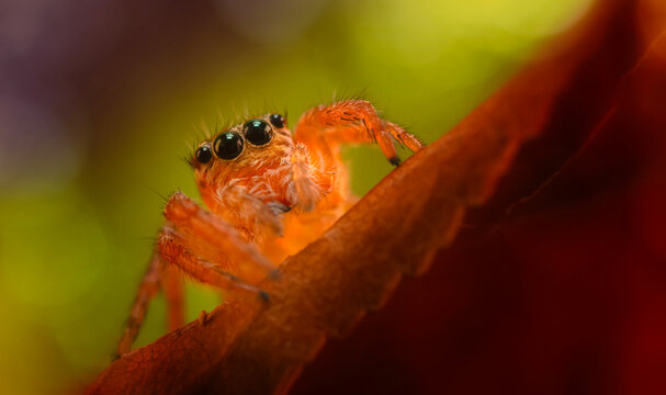 The cutest of spiders. Spider species; Jumping spider. Natural background.