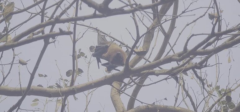 Eerie bats perched on bare branches of a leafless tree