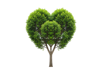 Heart-shaped tree isolated on transparent background