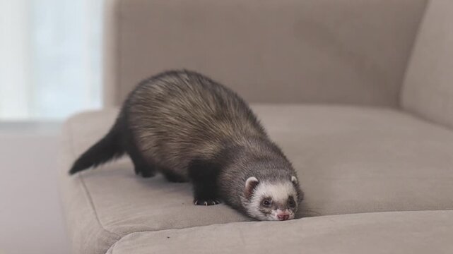 Domesticated dark sable ferret mustela putorius running through modern apartment
