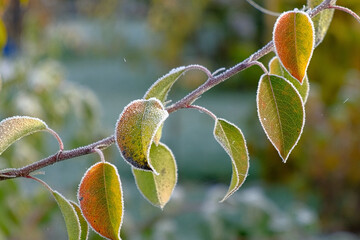 Close up view of icy frozen tree branch with dry foliage hanging isolated. Beauty of winter season concept. Christmas natural background. Ultra Full hd video footage. Ice hoarfrost green leaves plants