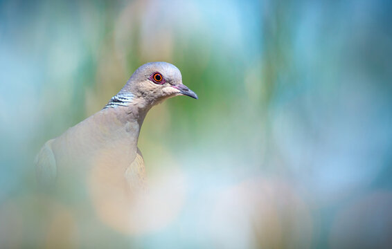 Dove. Nature background. Bird: European Turtle Dove. Streptopelia turtur.