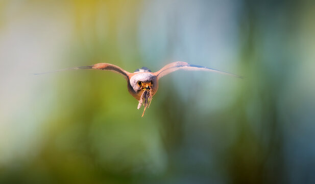 A falcon flying with its prey. Green nature background.