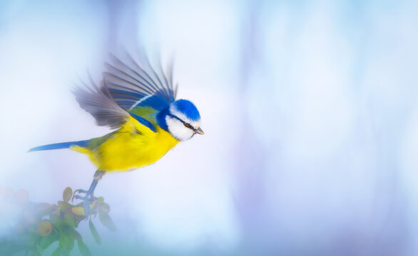Cute little bird flying. Nature background. Bird: Eurasian Blue Tit. Cyanistes caeruleus.