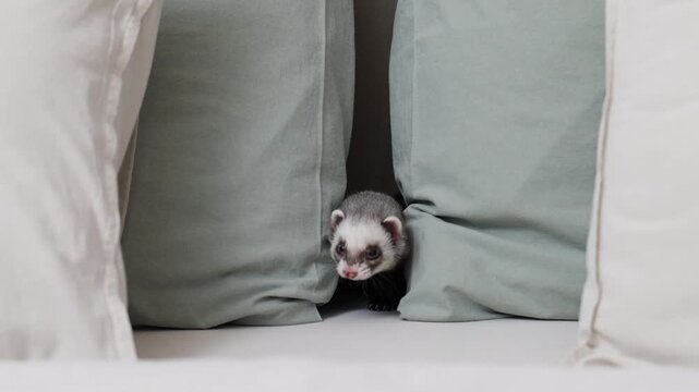 Domesticated dark sable ferret running through modern apartment