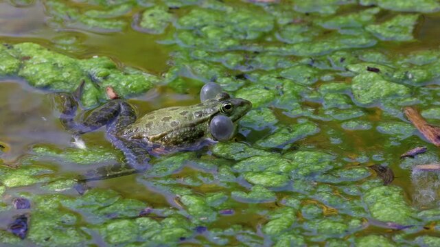 Common frog, Rana temporaria, single reptile croaking in water, also known as the European common frog or European grass frog is a semi-aquatic amphibian of the family Ranidae 