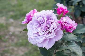 Obraz premium Beautiful roses in garden.