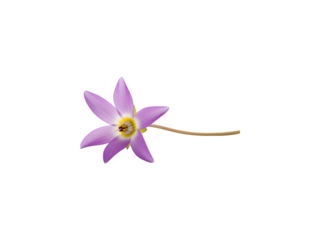 A delicate purple flower isolated on transparent background with yellow center and stem