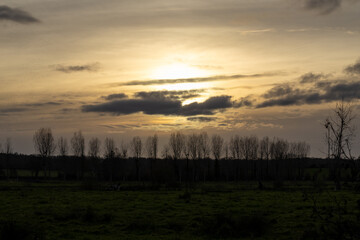 Fototapeta premium sunset in the forest