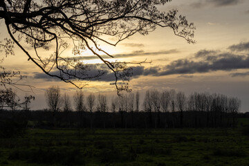 Obraz premium sunset in the forest