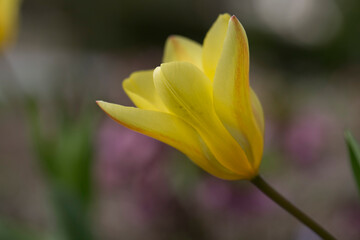 Fototapeta premium Einzelne gelbe Tulpe.