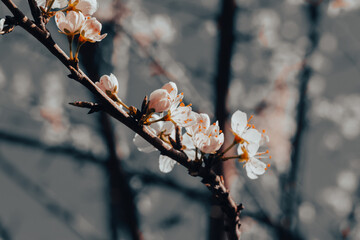 cherry blossom against blue